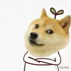 吃瓜群众doge,揭秘网络红人的魅力与争议