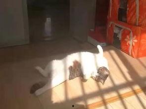 一诺吃瓜群众,揭秘娱乐圈幕后真相