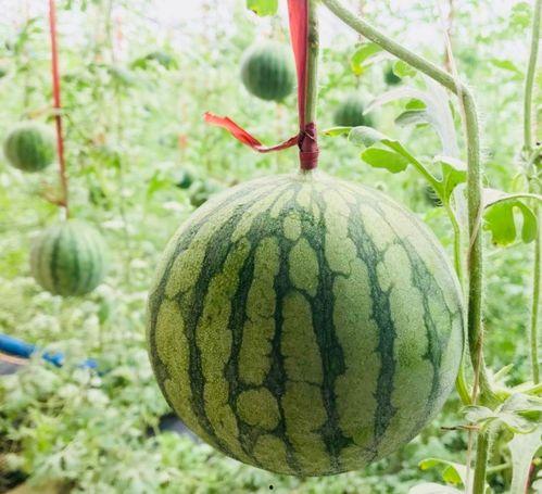 福建泉州吃瓜群众是谁,揭秘福建泉州“吃瓜群众”背后的故事