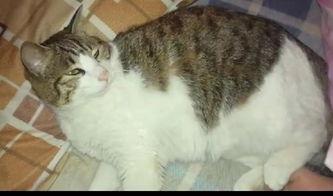 搞笑猫咪吃瓜群众视频大全,猫咪吃瓜群众视频合集欢乐来袭