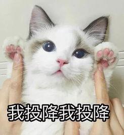 吃瓜群众猫咪头像